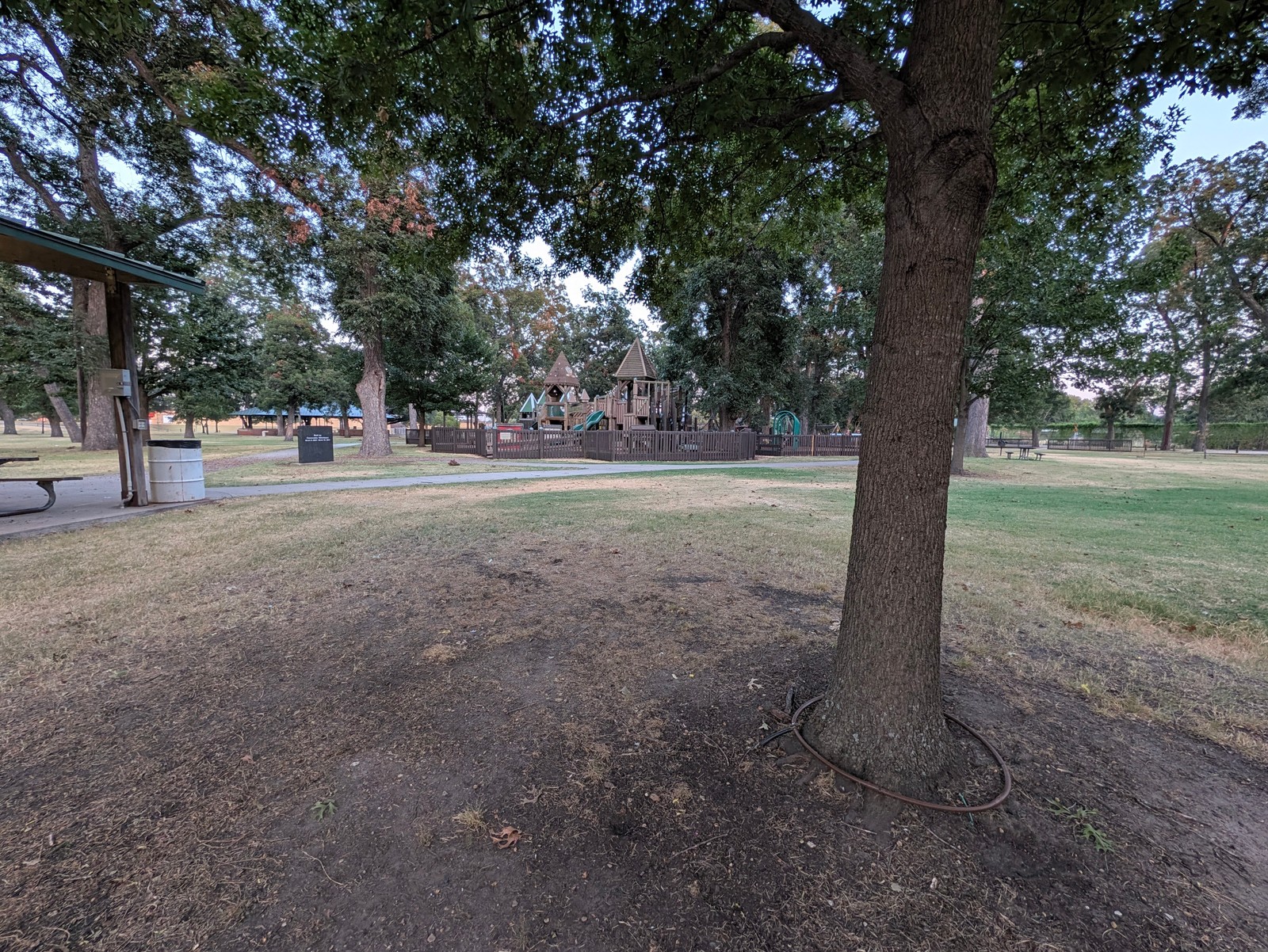 Old oak on the lawn at Leonard Park.