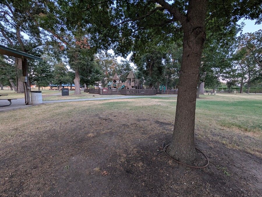 Old oak on the lawn at Leonard Park.