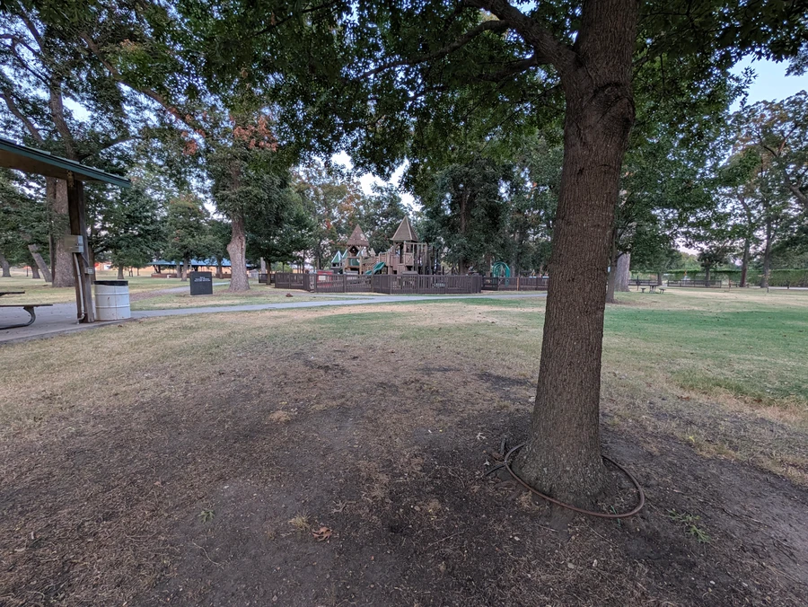 Old oak on the lawn at Leonard Park.