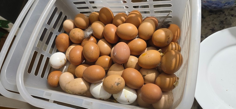 Chicken Eggs.